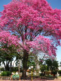 Pink Tabebuia Trumpet Tree - Tabebuia heterophylla 24–36" Live Rooted Starter Plant