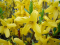 Forsythia Shrub Cuttings – 10 Unrooted ~5" Each