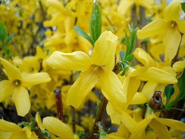 Forsythia Shrub Cuttings – 10 Unrooted ~5" Each