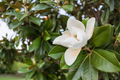 Southern Magnolia Tree Cuttings – 8 Unrooted Stem Cuttings for Propagation