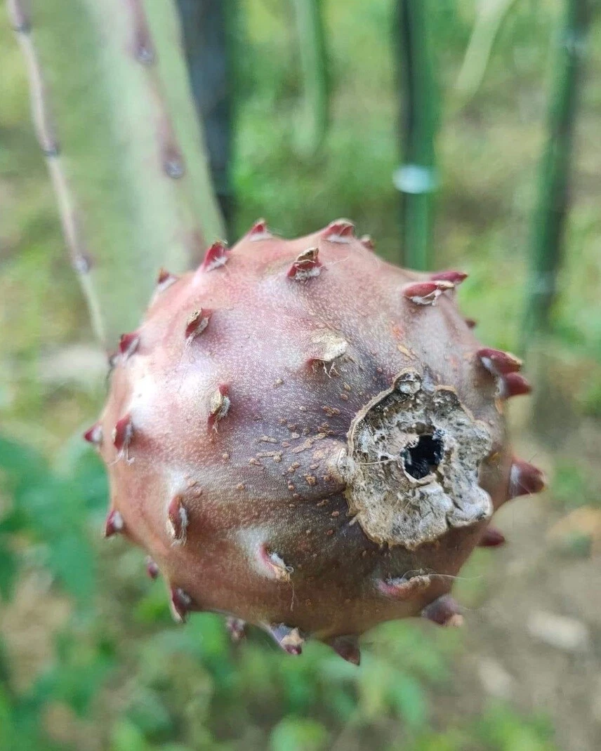 Baby Cerrado Dragon Fruit Cuttings – 8–12 in Unrooted Stem Cuttings for Trellis, Fast-Growing Pitaya