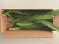 Dragon Fruit Cuttings – 10 Live 8–10