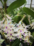 Dendrobium amethystoglossum Orchid Cuttings – 5 Live Short Cuttings for Propagation