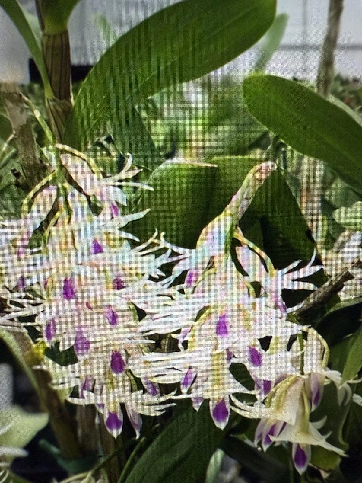 Dendrobium amethystoglossum Orchid Cuttings – 5 Live Short Cuttings for Propagation