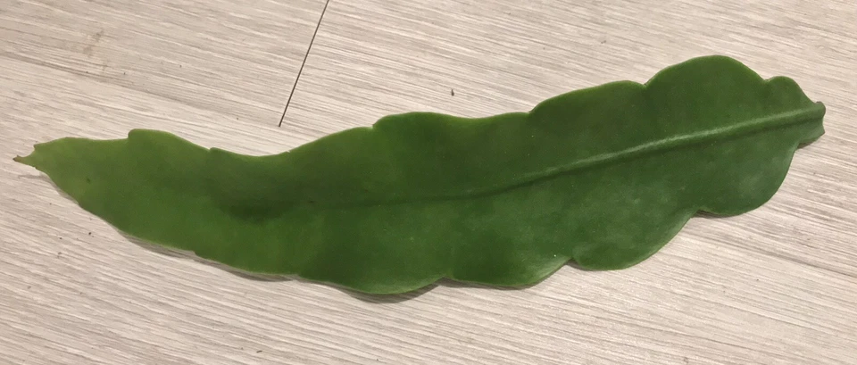 Queen of the Night Epiphyllum oxypetalum Cuttings – 2 Unrooted Stems + Free Gift