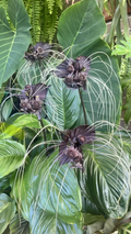 Black Bat Flower Live Plant (Tacca chantrieri) - Small Rooted Starter Plant
