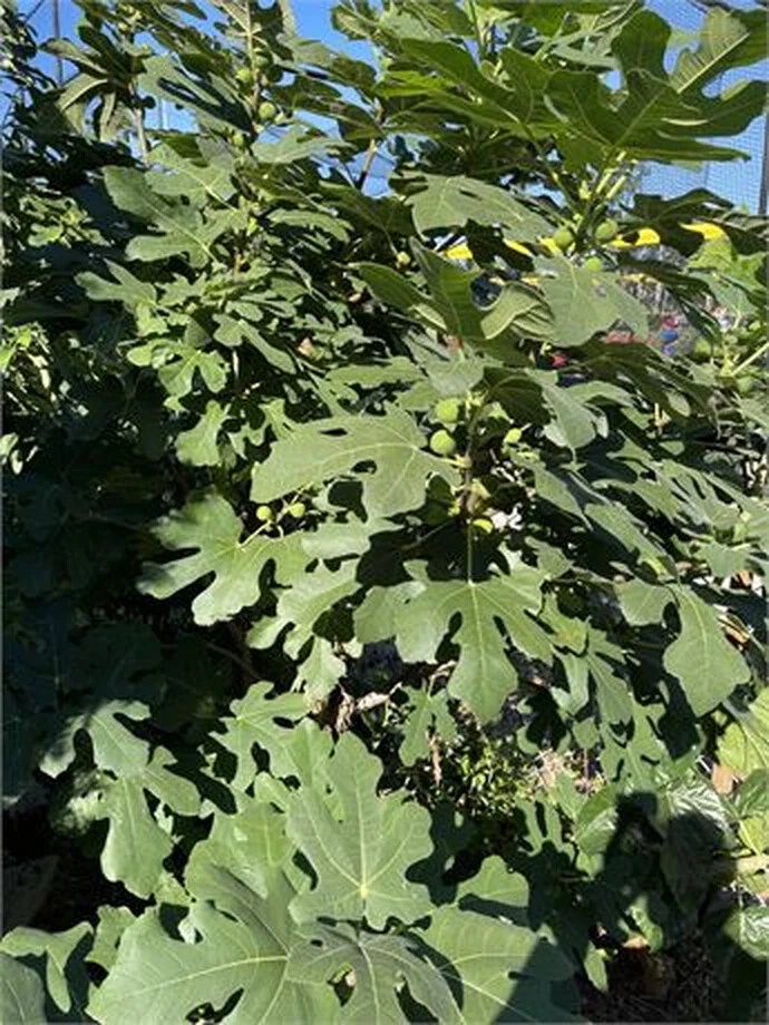 Dominick’s Fig Cutting (Ficus carica ‘Dominick’s’) – Unrooted Cutting, 8+ Inches, 3+ Nodes