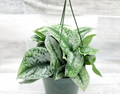 Silver Satin Pothos Exotica Live Plant – 4 Inch Pot, Scindapsus pictus ‘Exotica’
