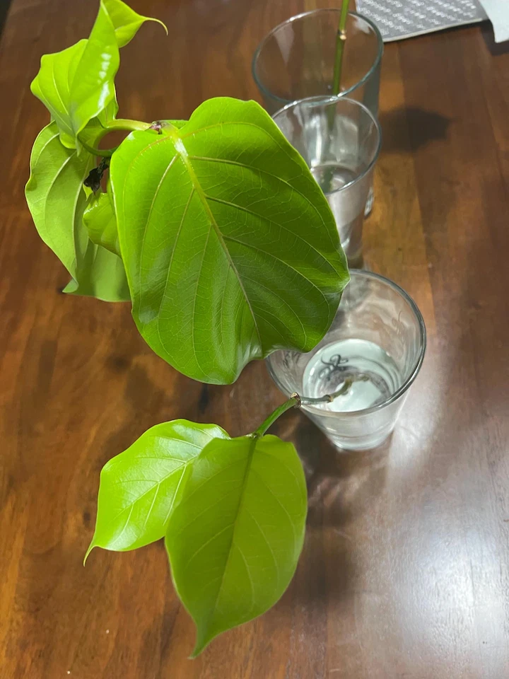 Nauclea latifolia Cutting – Live Unrooted Tropical Tree Cutting for Propagation