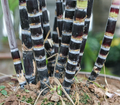 Purple Sugarcane Cuttings – 10 Unrooted 18-Inch Stems, 3–4 Nodes