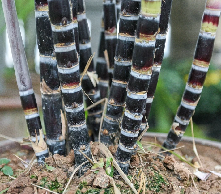 Purple Sugarcane Cuttings – 10 Unrooted 18-Inch Stems, 3–4 Nodes
