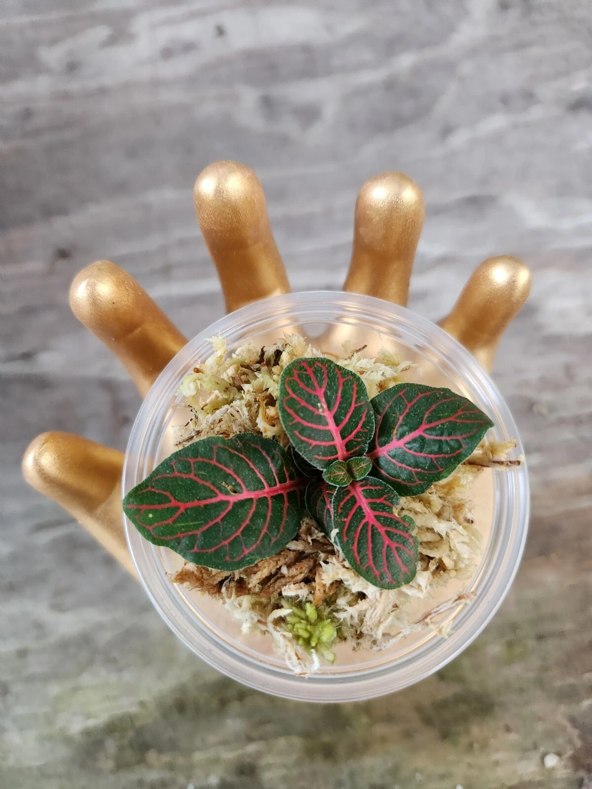 Red Fittonia Cutting in Propagation Cup | Nerve Plant Terrarium Starter