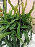 Lepismium cruciforme Hurricane Cactus Unrooted Flat Cutting