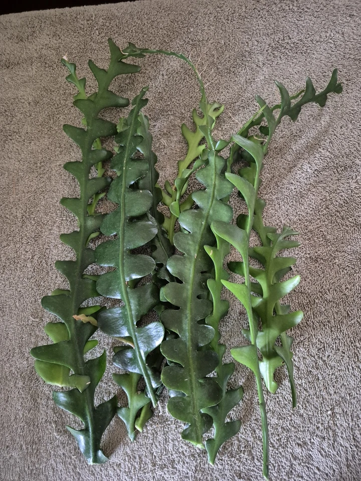 Ric Rac Epiphyllum (Epiphyllum anguliger) Unrooted Cuttings - Lot of 12 Fishbone Cactus