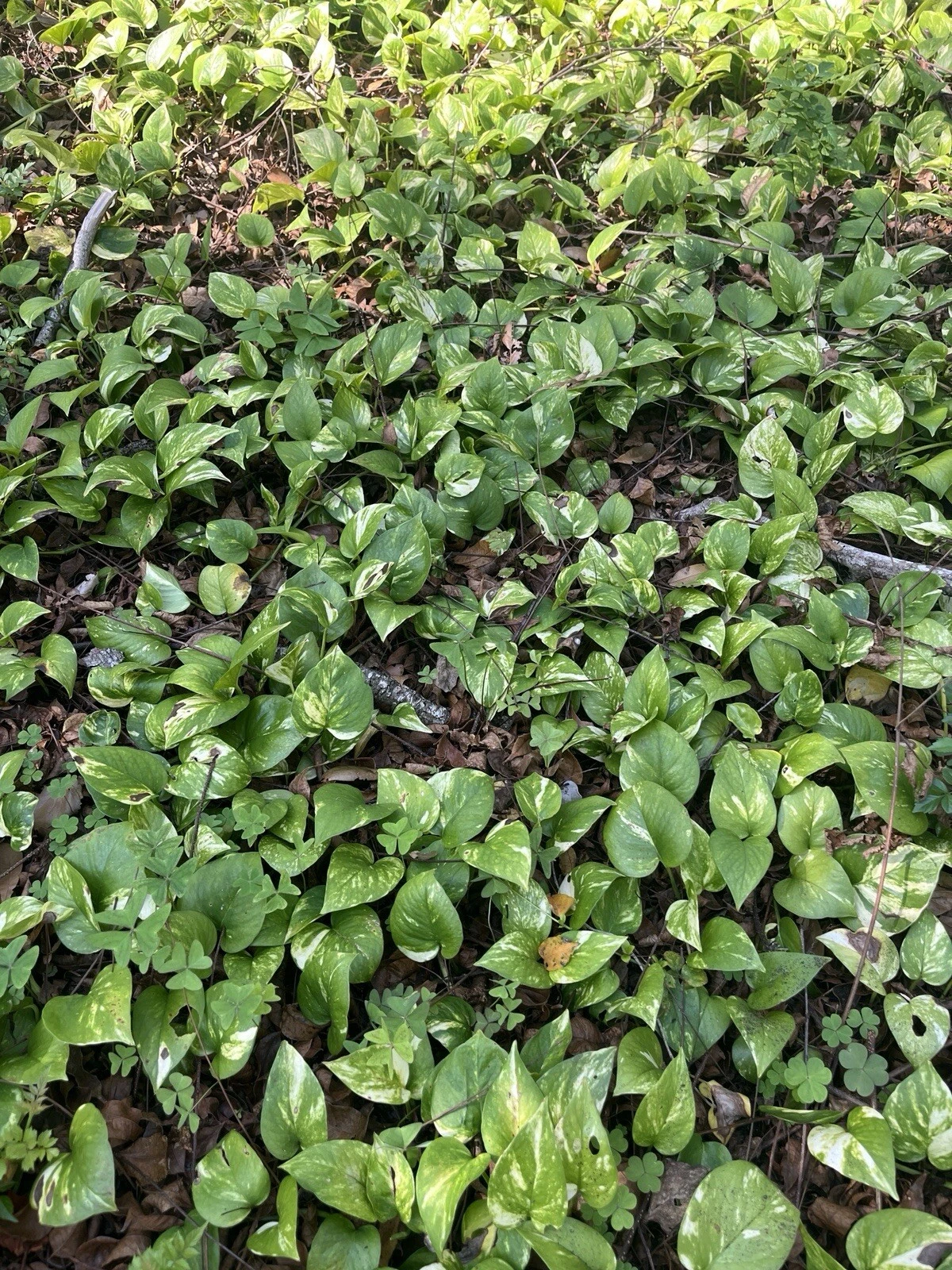 Pothos Live Plant Cuttings – 10 Rooted Vines, 6–18 in