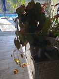 Philodendron Micans Cutting - 2-Node Starter, Unrooted Live Cutting