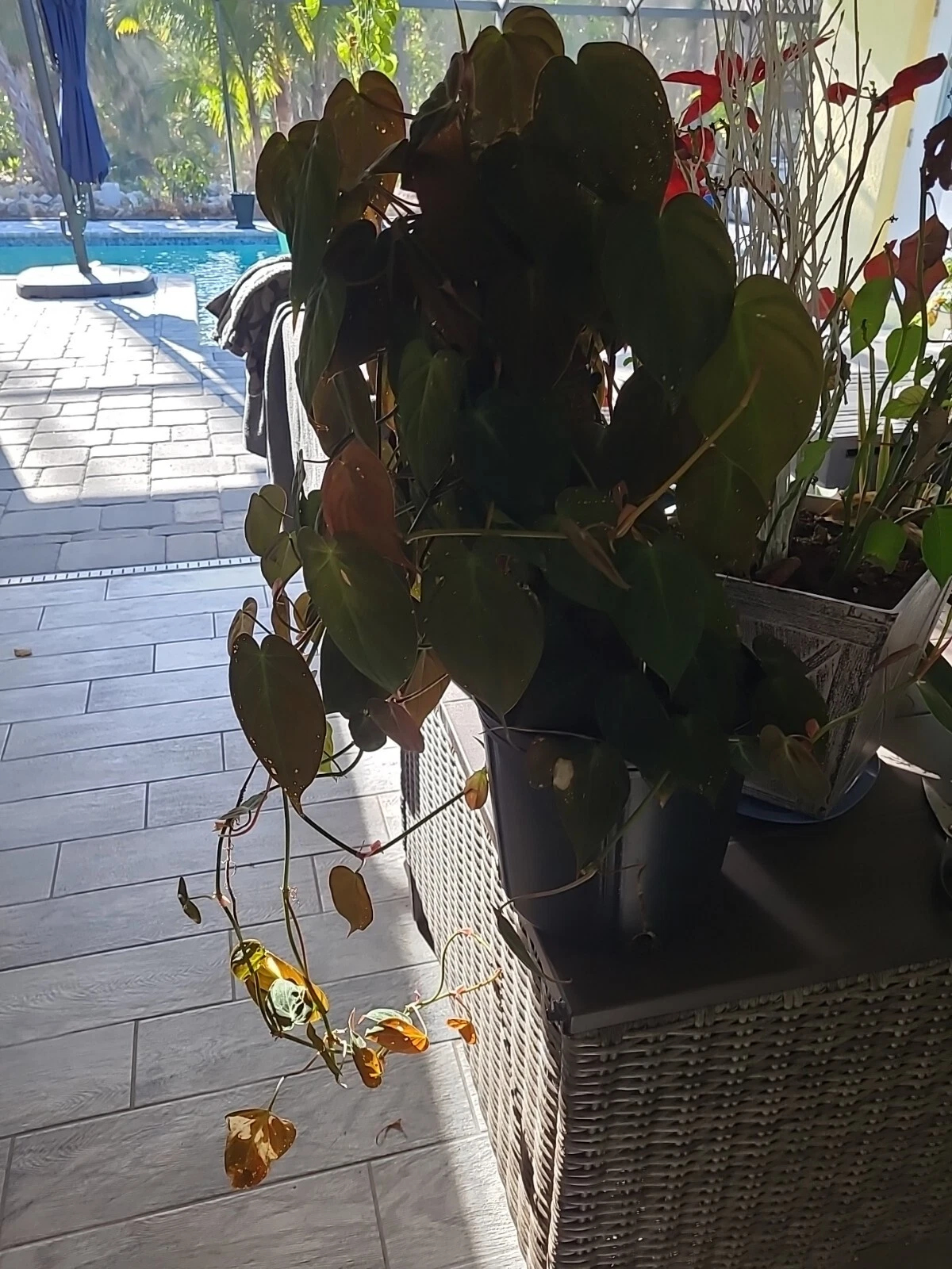 Philodendron Micans Cutting - 2-Node Starter, Unrooted Live Cutting