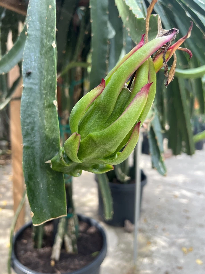 Asunta-X Dragon Fruit Cuttings (AX) 4-Pack – Unrooted 7–9" Dragon Fruit Cuttings