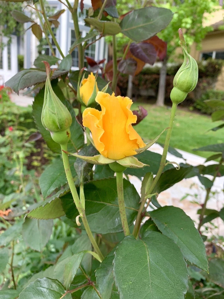 Radiant Perfume Rose - 5 Unrooted Cuttings (Yellow) for Propagation