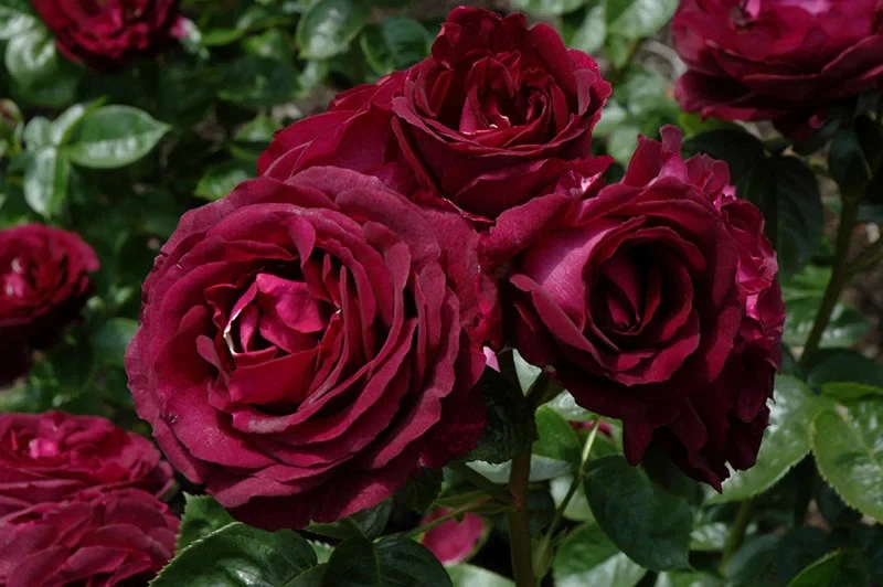 Twilight Zone Rose Cuttings - 3 Unrooted Stems for Rooting or Grafting