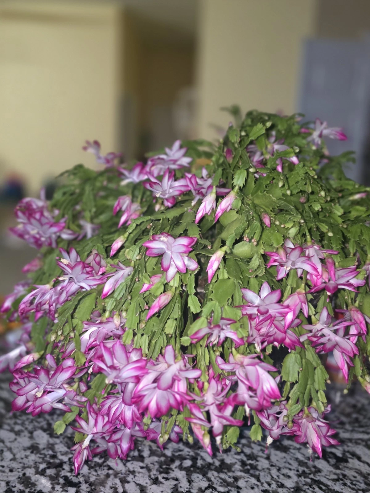 Christmas Cactus Cuttings Schlumbergera - 20 Unrooted Cuttings for Propagation