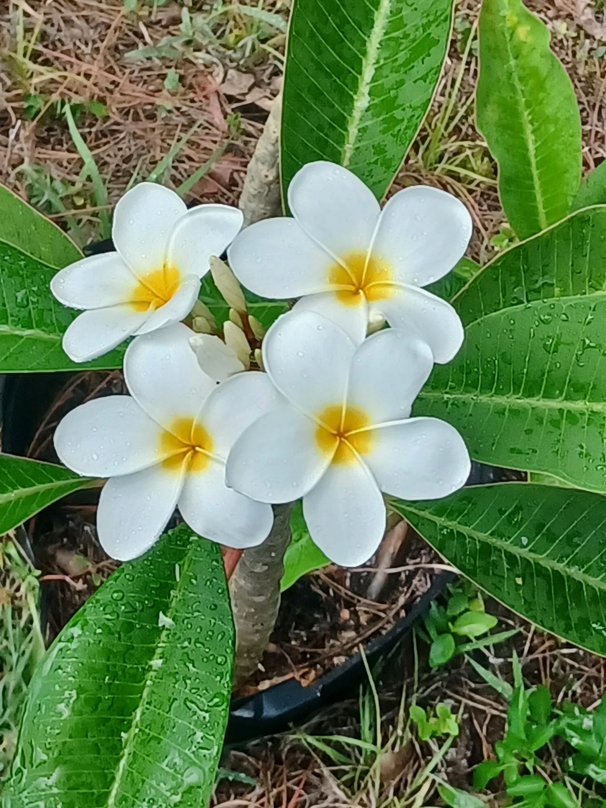 Plumeria Unrooted Cuttings – Frangipani Propagation Material (Unrooted)