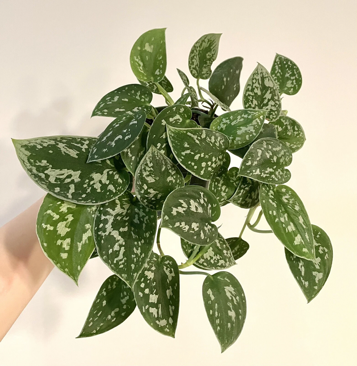 Silver Ann Pothos Cuttings – 2 Unrooted Scindapsus pictus ‘Silver Ann’ with 2 Leaves & 2 Nodes