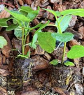 Yellow Long Neck Fig (Ficus carica) Live Tree - Deciduous Fruit Plant for Home Gardens