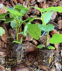 Yellow Long Neck Fig (Ficus carica) Live Tree - Deciduous Fruit Plant for Home Gardens