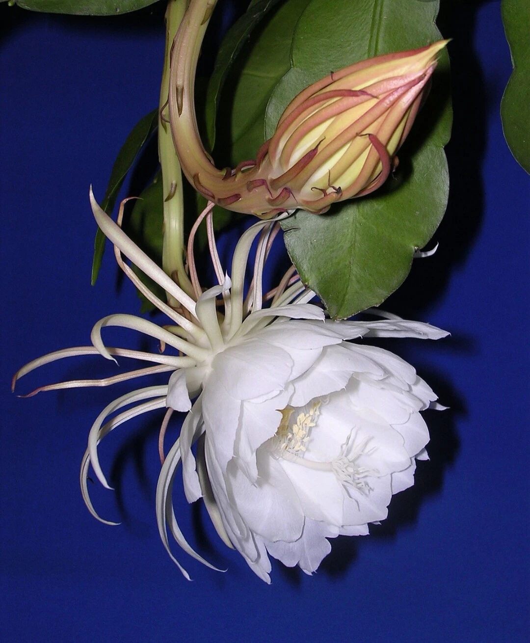 Queen of the Night Epiphyllum oxypetalum Cutting (4–6 in) – Unrooted Live Cutting
