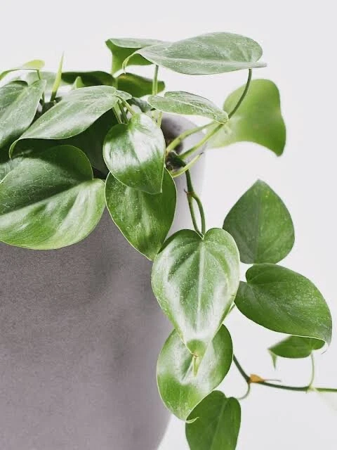 Philodendron Cordatum Heartleaf Cuttings (4) 6–8 Inch Rooting Cuttings