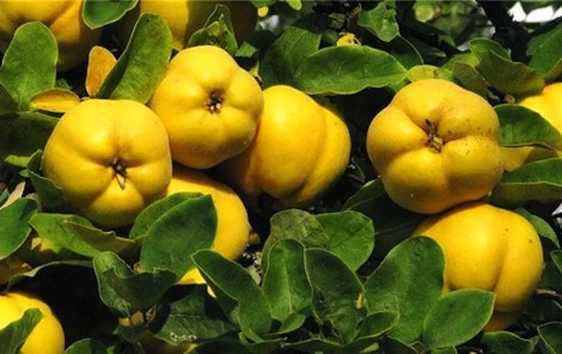 Quince Cuttings – 5 Unrooted Cydonia oblonga Cuttings for Rooting