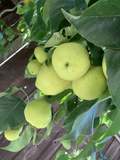 Asian Snow Pear Scion Cuttings (Pyrus pyrifolia) — 5 Unrooted 4–6 in for Grafting