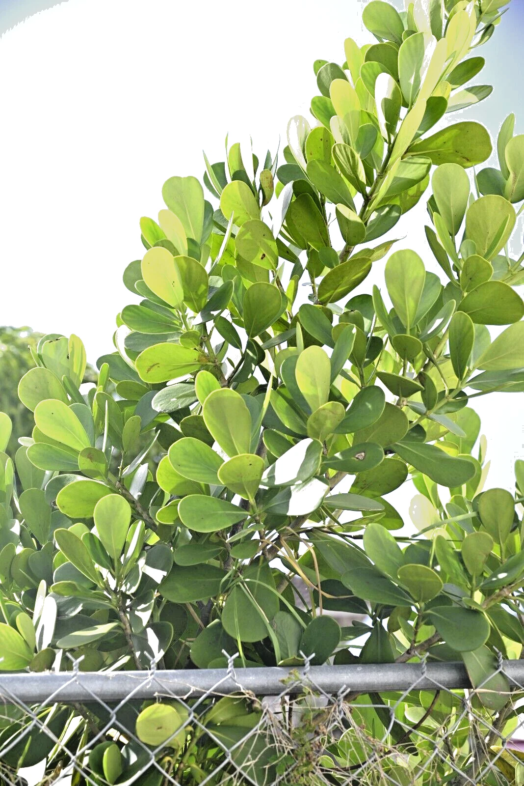 Small Leaf Clusia Unrooted Cuttings (Clusia guttifera) Propagation - Tropical Shrub