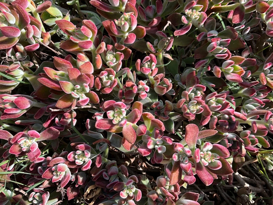 Red Burgundy Velvet Echeveria Cuttings (Unrooted) – 4 Echeveria pulvinata ‘Oliver’ Cuttings