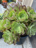 Aeonium Succulent Cuttings – 5 Piece Set, 3-Inch Rosette Live Cuttings for Propagation