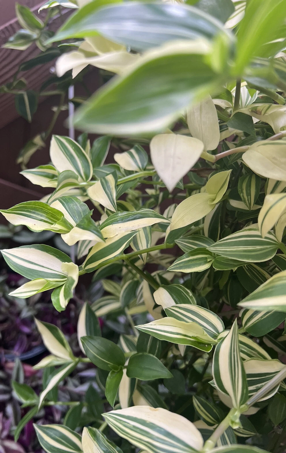 Cream Wandering Jew Cuttings (Tradescantia fluminensis ‘Variegata’) - 5 Unrooted Green and White Trailing Cuttings
