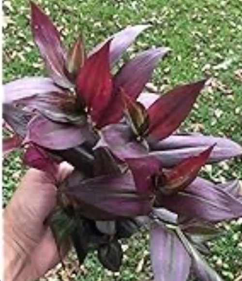 Tradescantia Red Gem Cuttings – 7 Unrooted Inch Plant Stems (Wandering Jew) Indoor Propagation