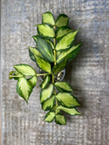 Hoya polyneura inner variegated Cutting – 1 Node Unrooted Fish Tail Hoya