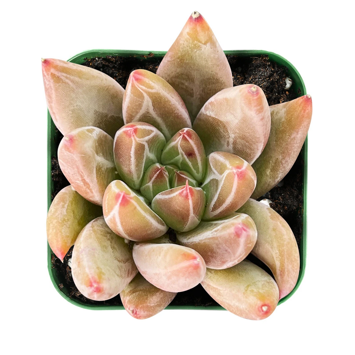 Echeveria Psyche - Live Rooted Succulent in 2" Pot