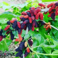 Illinois Everbearing Mulberry Cuttings - 10 Fresh Unrooted Cuttings for Rooting