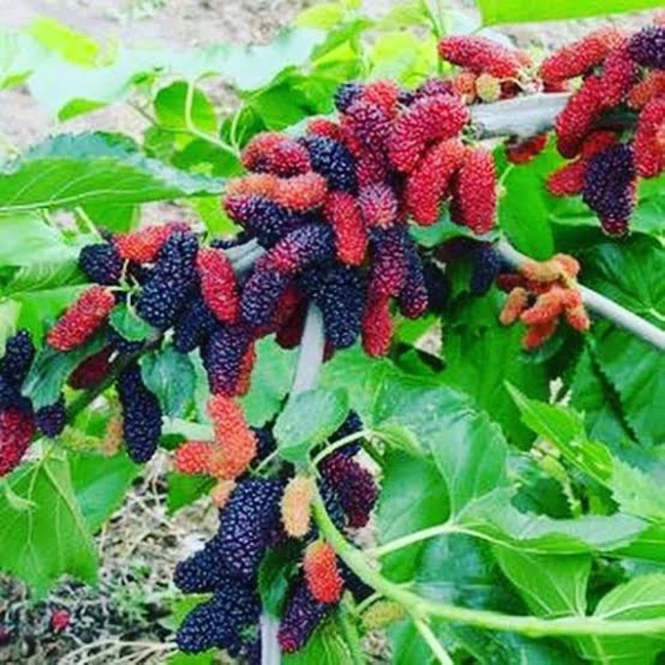 Illinois Everbearing Mulberry Cuttings - 10 Fresh Unrooted Cuttings for Rooting