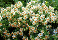Pereskia aculeata Seeds – Barbados Gooseberry Rose Cactus, 10 Seeds