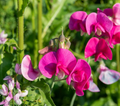Polygala myrtifolia Sweet Pea Bush Cuttings – 7 Live 6-Inch Unrooted Cuttings
