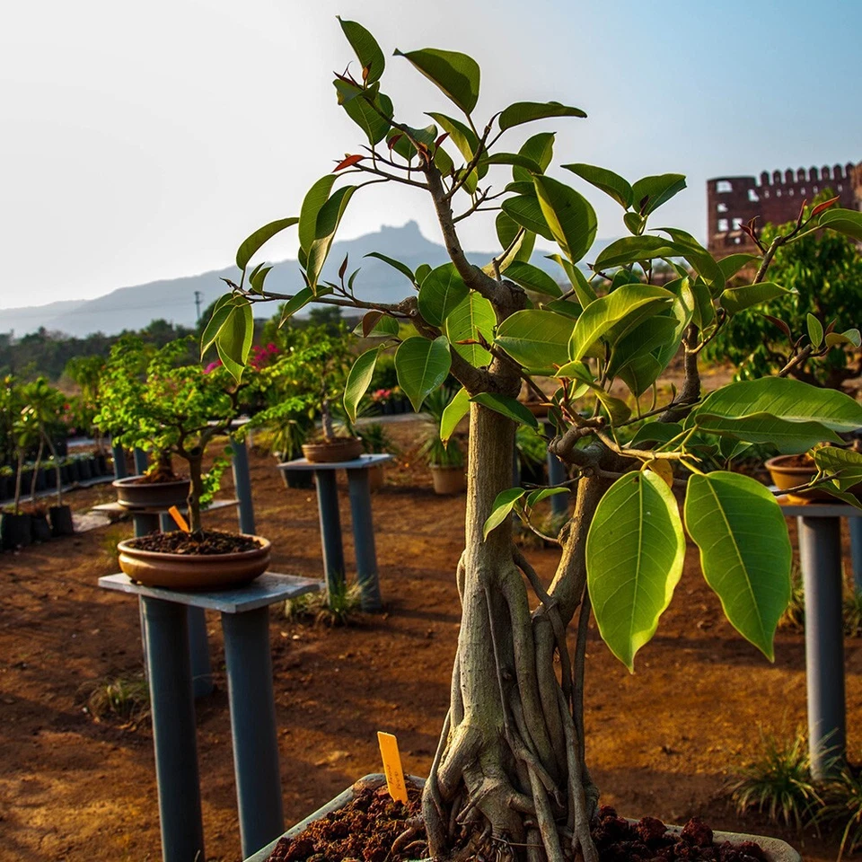 Ficus Audrey TC Plant Plug – Ficus benghalensis Indoor Ornamental Tree Plug
