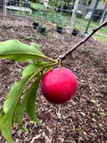 Scarlet Beauty Plum Scion Cuttings for Grafting - Unrooted