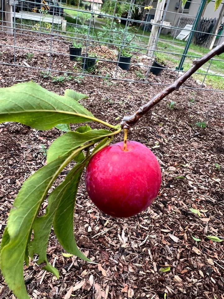 Scarlet Beauty Plum Scion Cuttings for Grafting - Unrooted
