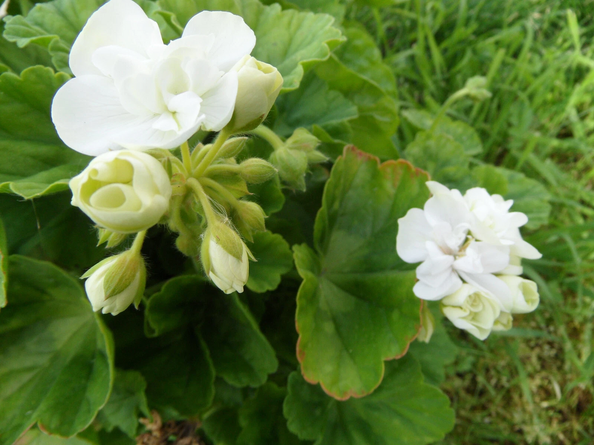 Americana White Zonal Geranium Cuttings (Pelargonium × hortorum) - 5 Unrooted 4–5 inch Pelargonium Cuttings
