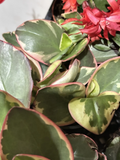 Peperomia Clusiifolia Tricolor (Tricolor Peperomia) – Live Rooted Plant 3–5 inches