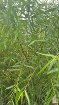 Black Willow Salix nigra Unrooted Cuttings - 25 Pack for Rooting & Privacy Planting